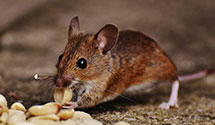 24 Hour & Emergency Exterminators in Clendenin, WV